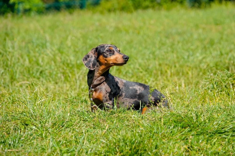 Какой нрав у мраморной таксы?