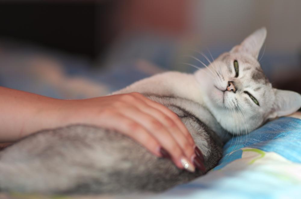 Воспитание бурмиллы 