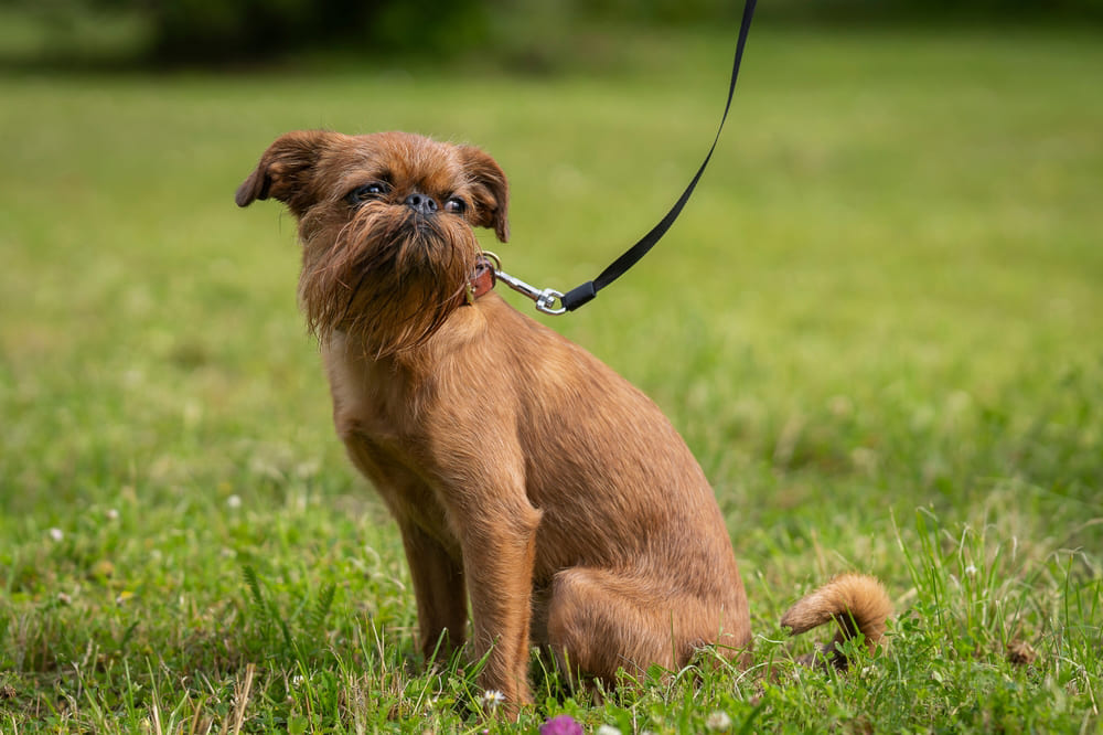 Собака бельгийский гриффон не испытывает недоверия к чужакам