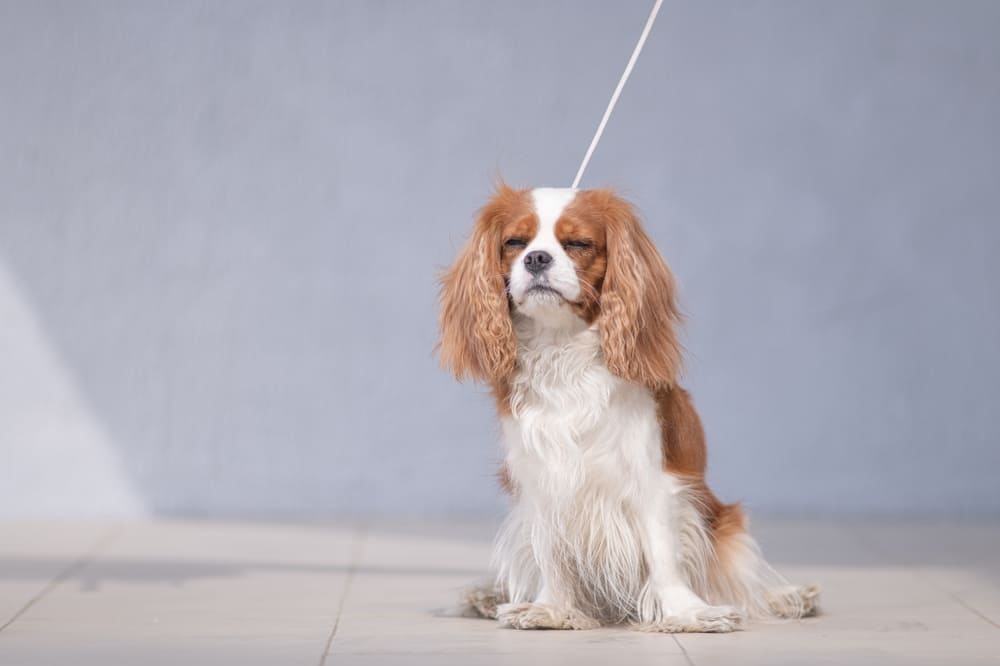 У кавалер-кинг-чарльз-спаниелей есть характерные болезни