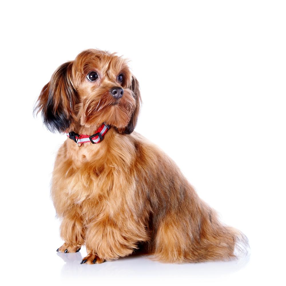 темперамент петербургской орхидеи