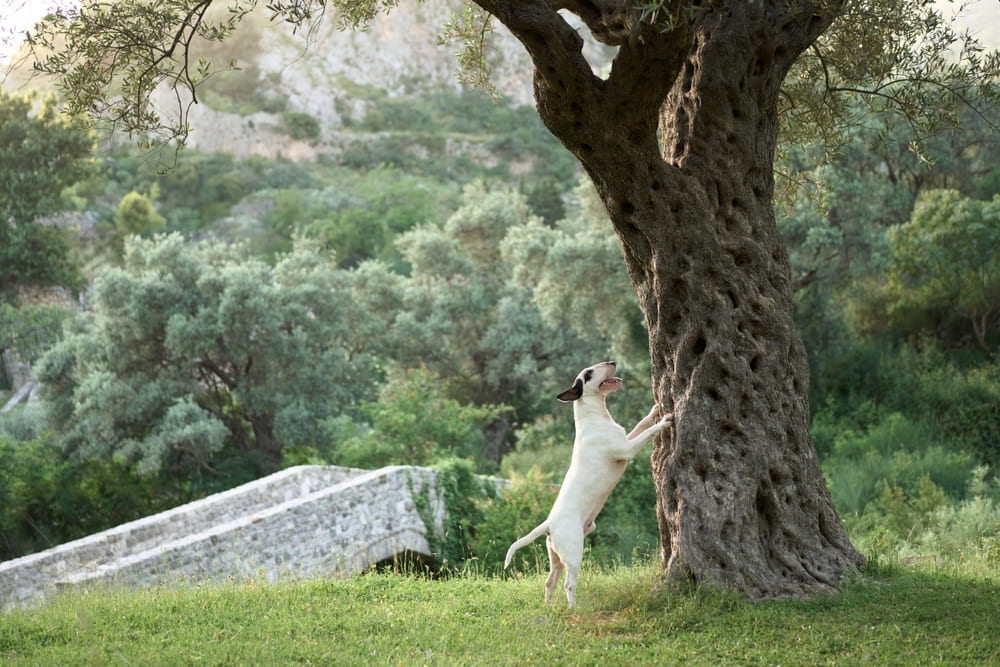 Порода бультерьер