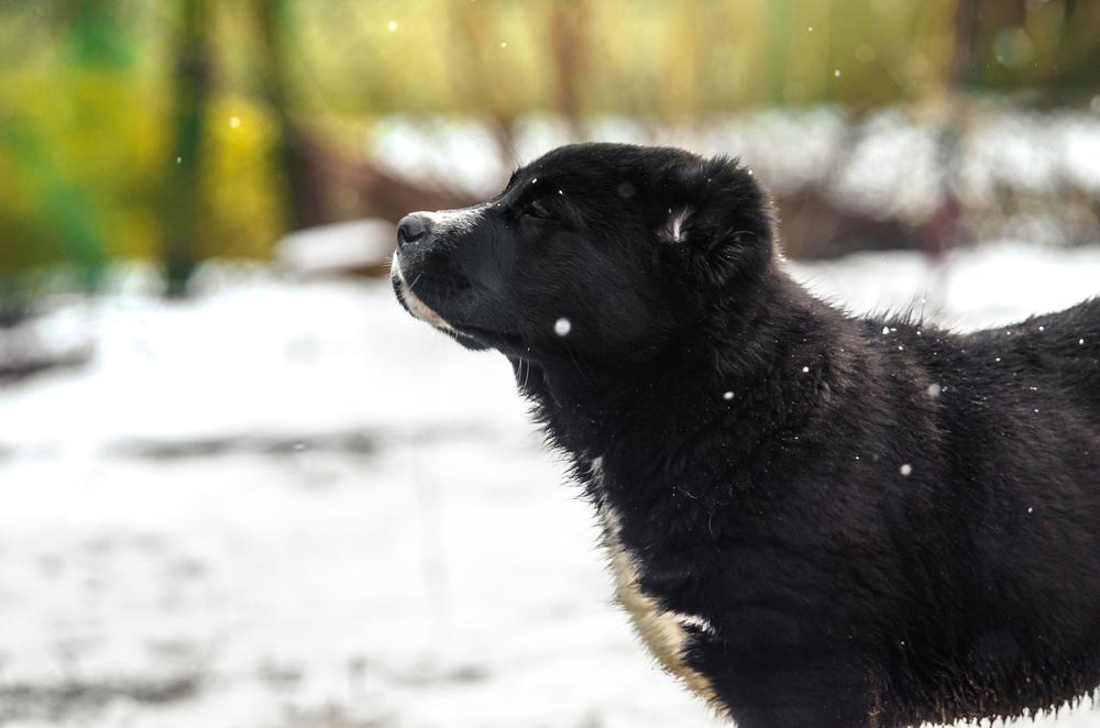 Как назвать алабая-мальчика Как назвать алабая-мальчика