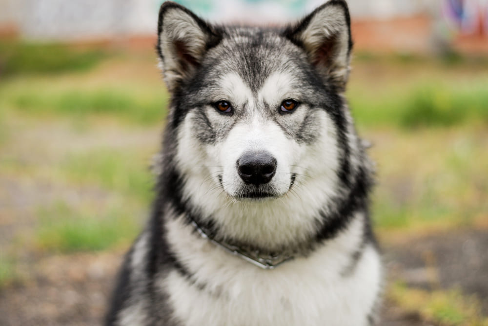 Собаке маламуту ставят прививки по графику