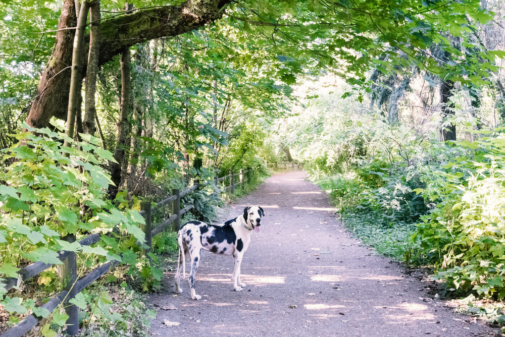 Уши немецкого дога нужно чистить