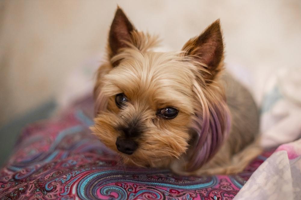 Описание ушей йоркширского терьера по стандарту