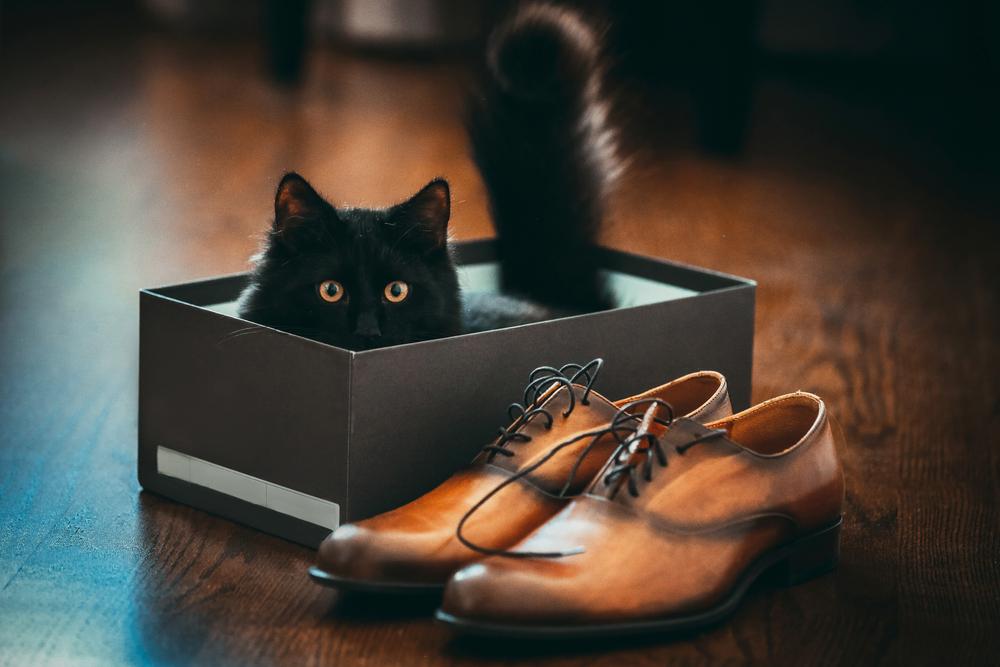 Уход за йоркской шоколадной кошкой 