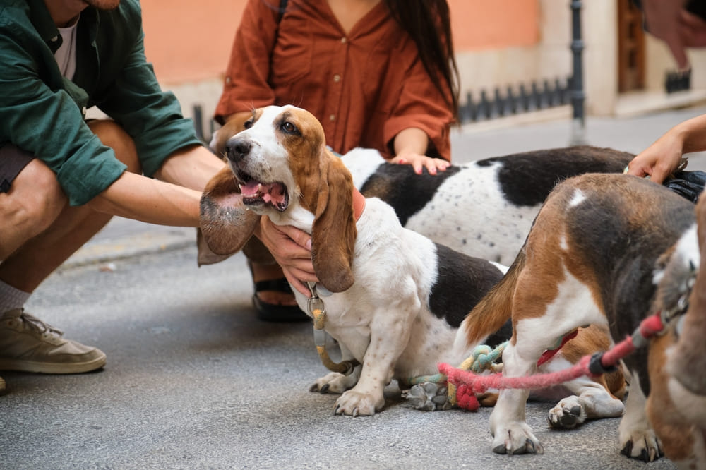 Бассеты отличаются охотничьим инстинктом