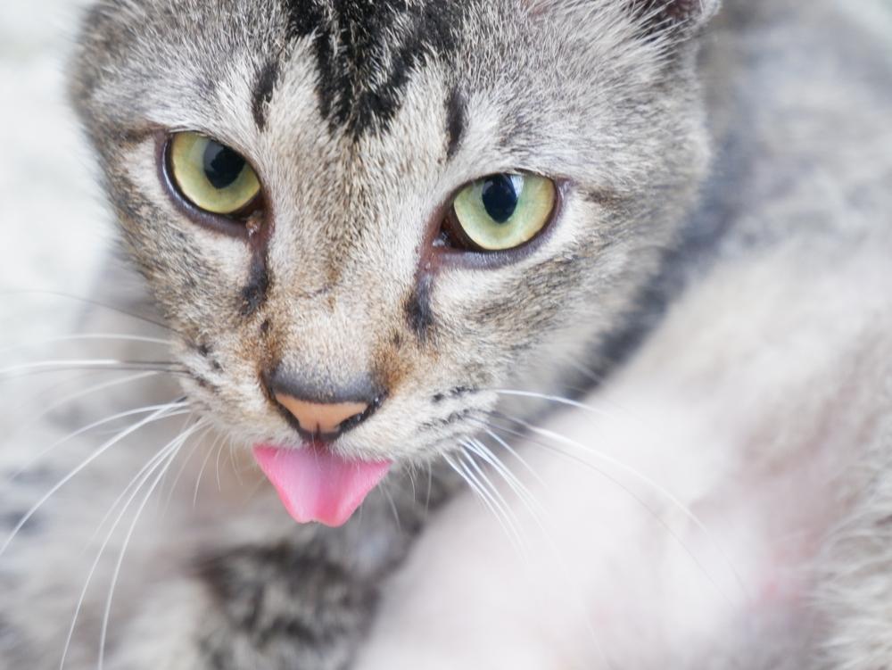 Содержание беспородной кошки