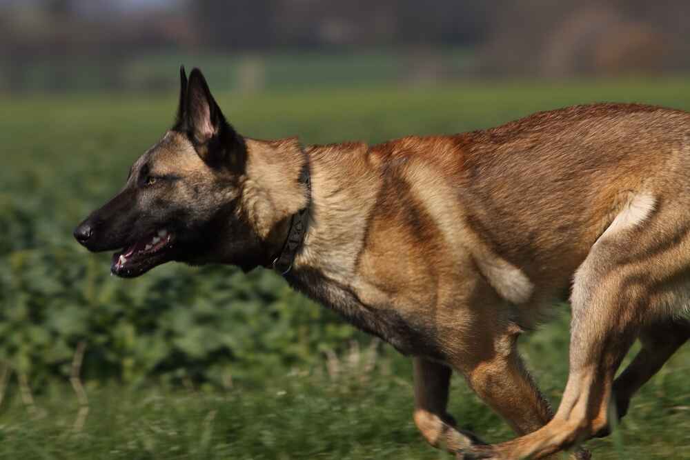 Условия содержания влияют на то, сколько проживет бельгийская овчарка