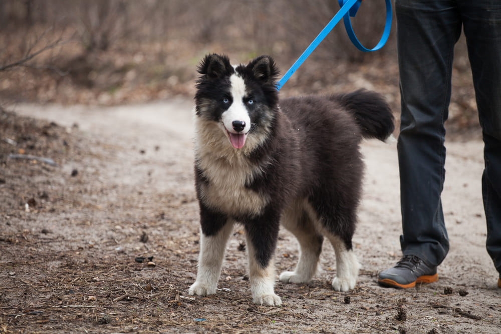 Так выглядит якутская лайка