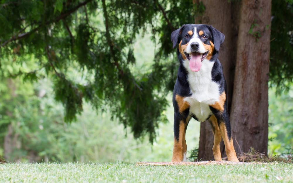 Возможные болезни аппенцеллер зенненхунда