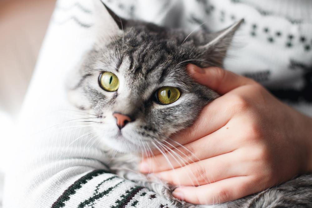 Как опустить кошку с рук на землю Как опустить кошку с рук на землю