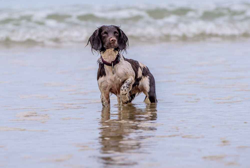 Как ухаживать за английскими спрингерами?