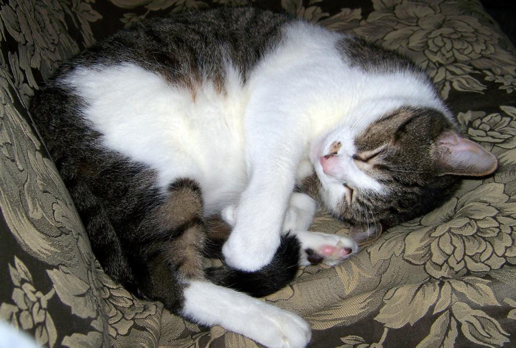 Польза совместного сна кошки и человека