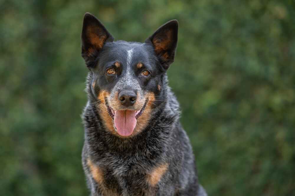 Приобретать австралийского хилера лучше у проверенного заводчика