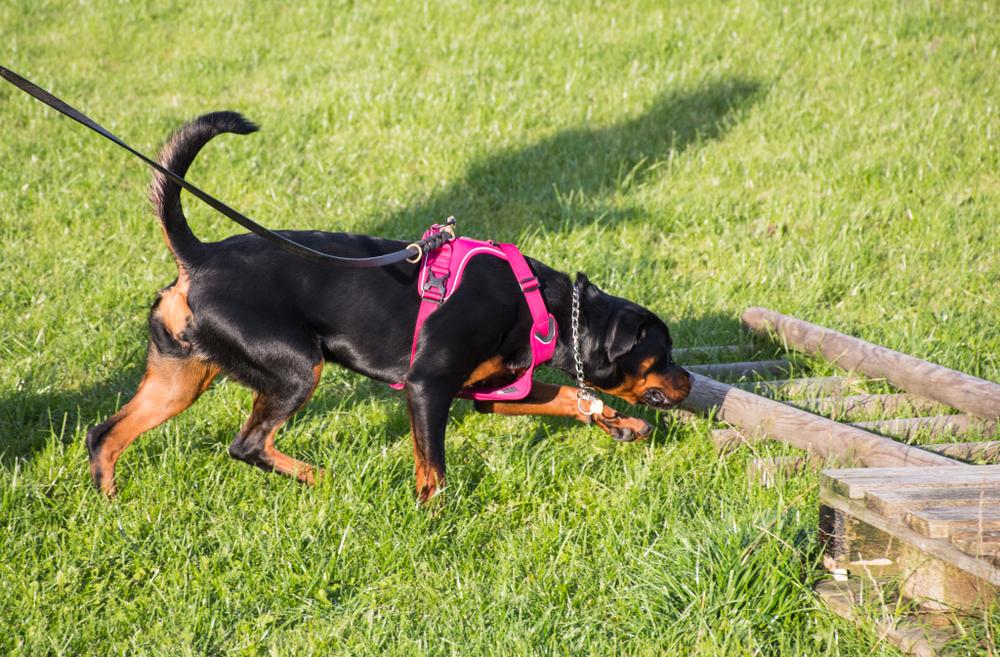 Что представляет собой ноузворк для собак