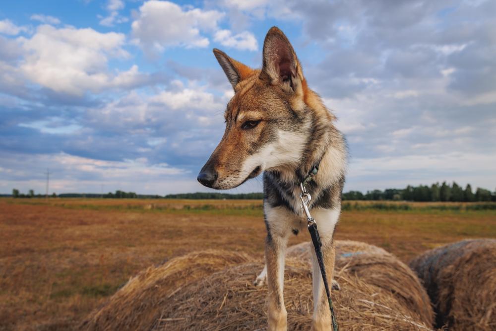 Здоровье и болезни тамаскана
