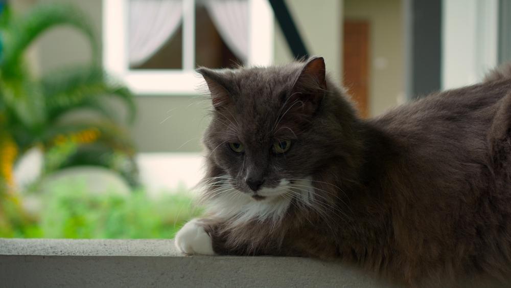 Как правильно организовать поиск кошки Как правильно организовать поиск кошки