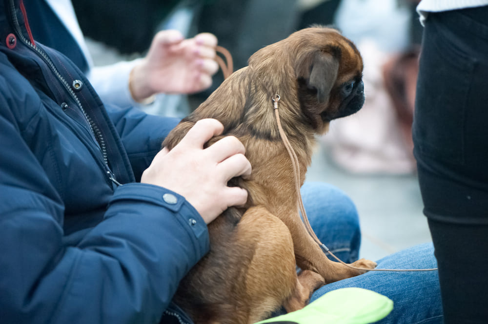 Пти-брабансоны нуждаются в воспитании
