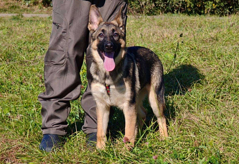 Рада ищет семью