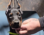 Собаки в Москве: Щенки добермана Девочка, Бесплатно - фото 2