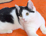 Кошки в Москве: Котёнок Смурфик ищет семью! Мальчик, Бесплатно - фото 3