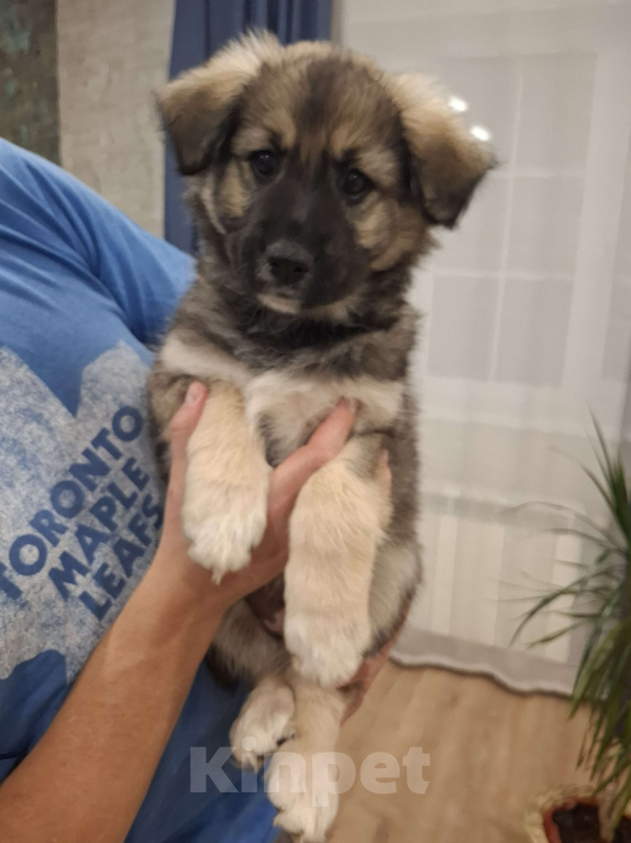 Собаки в других городах Московской области: Щенки метиса бордер-колли и бельгийской овчарки Девочка, 1 000 руб. - фото 4