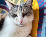 Кошки в Ростове-на-Дону: Кошечке - Трехцветочке срочно нужен дом Девочка, Бесплатно - фото 6