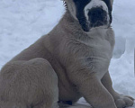 Собаки в Москве: среднеазиатская овчарка, щенок, алабай Мальчик, Бесплатно - фото 2
