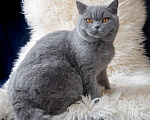 Кошки в Москве: Голубой британский кот. Крупный. Мальчик, 55 000 руб. - фото 2