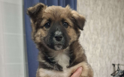 Щенки метиса бордер-колли и бельгийской овчарки