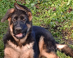 Собаки в Санкт-Петербурге: Щенок кобель, немецкая овчарка.  Мальчик, 60 000 руб. - фото 5