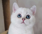 Кошки в Нижнем Новгороде: Синеглазая Девочка, 30 000 руб. - фото 1