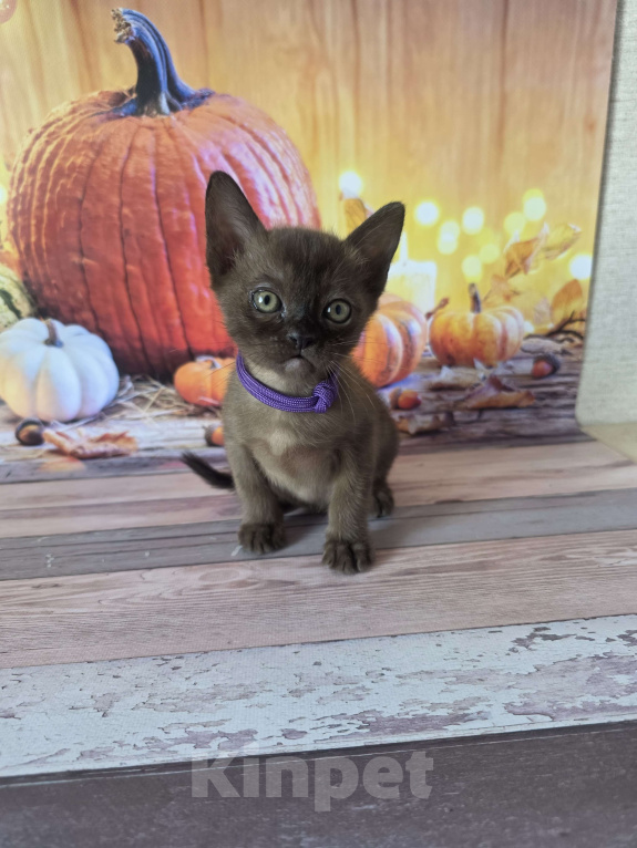 Кошки в других городах Ленинградской области: Бурманские котята Мальчик, 40 000 руб. - фото 8