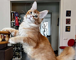 Кошки в Одинцово: Орест Мальчик, 40 000 руб. - фото 3