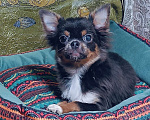 Собаки в Москве: Курносенький малыш Мальчик, 20 000 руб. - фото 3