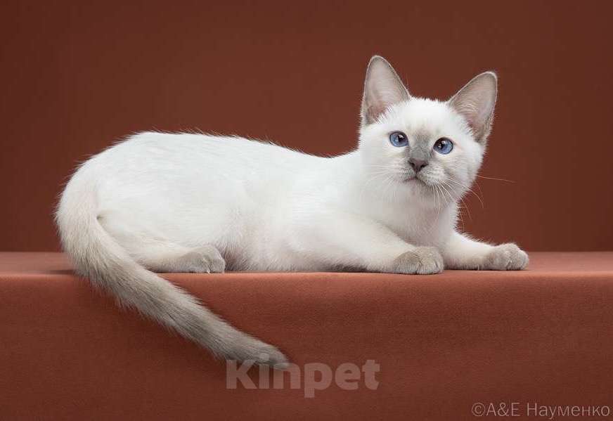 Кошки в Москве: ✨Тайский котёнок лайлак-пойнт, 3,5 месяца ✨ Мальчик, 70 000 руб. - фото 1