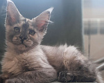 Кошки в Калуге: Котёнок мейн-кун, приносит в дом счастье Девочка, 25 000 руб. - фото 4