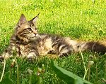Кошки в Москве: Мейн кун гигантские котята  Мальчик, Бесплатно - фото 2