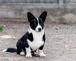 Собаки в других городах Московской области: Корги триколоры  Мальчик, 30 000 руб. - фото 1