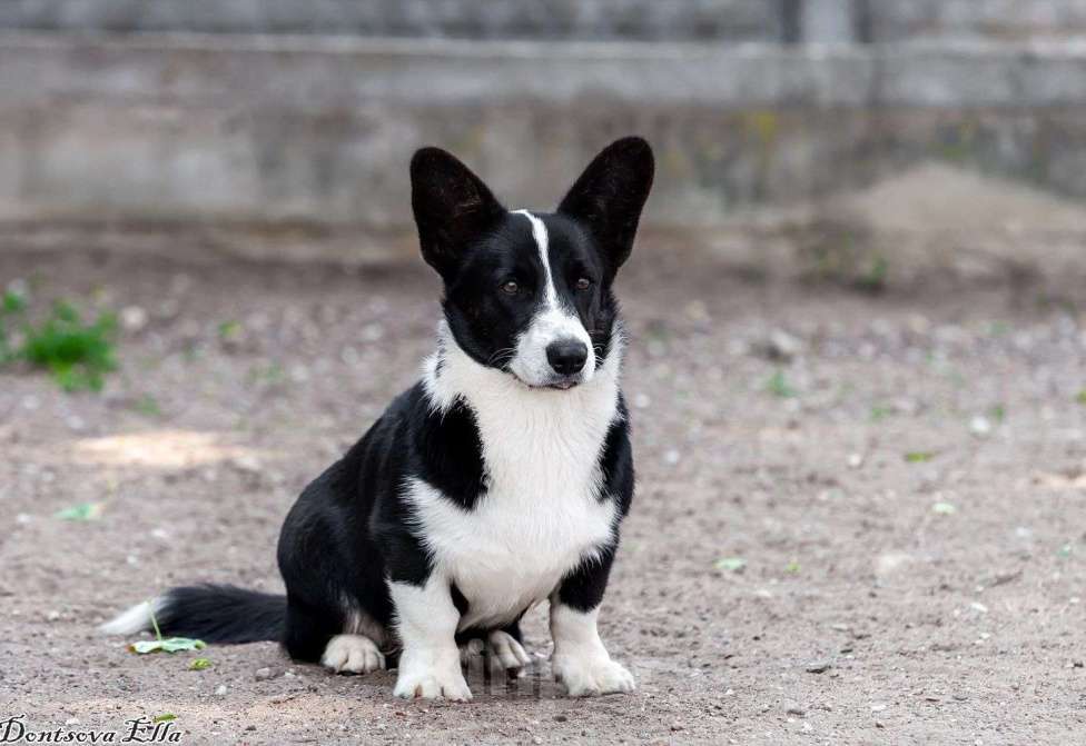 Собаки в других городах Московской области: Корги триколоры  Мальчик, 30 000 руб. - фото 1