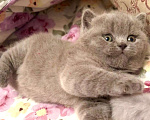 Кошки в Москве: Британский котенок  Мальчик, Бесплатно - фото 4