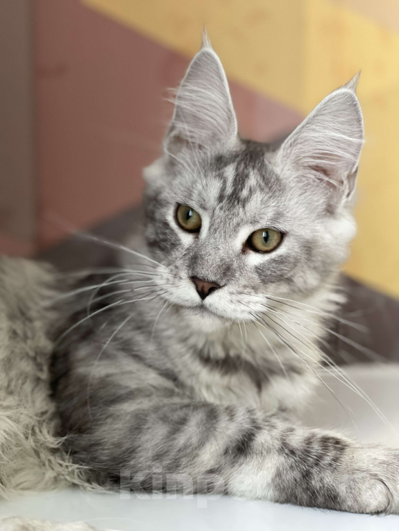 Кошки в Москве: Пушистый ангел для вашего настроения Мальчик, 60 000 руб. - фото 2