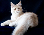 Кошки в Москве: Ласковый мурчун. Крупный кот мейн-кун Мальчик, 35 000 руб. - фото 3
