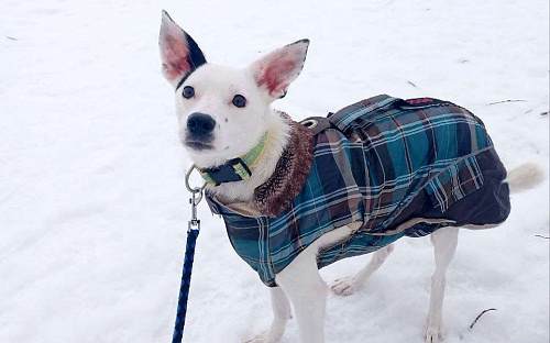 Небольшая красивая собачка ищет дом