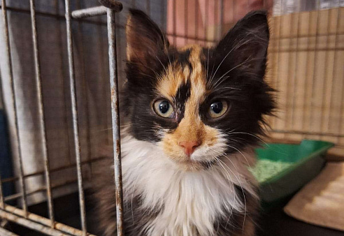 Котёнок Фиона в добрые руки 