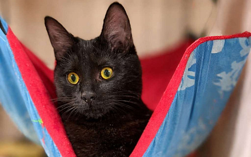 Котёнок девочка в добрые руки