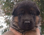 Собаки в Санкт-Петербурге: Шикарные щенки немецкой овчарки Девочка, 50 000 руб. - фото 2