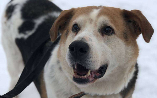 Очаровательный бывшедомашний Варяг заждался свою семью